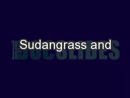 Sudangrass and
