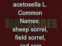 Rumex acetosella L. Common Names: sheep sorrel, field sorrel, red sorr