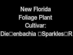 New Florida Foliage Plant Cultivar: Dieenbachia ‘Sparkles’R