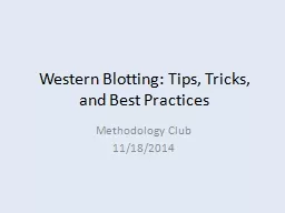 Western Blotting: Tips, Tricks, and Best Practices
