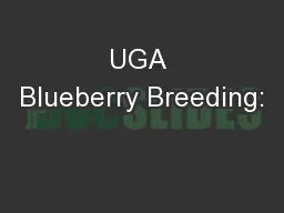 UGA Blueberry Breeding: