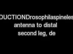 INTRODUCTIONDrosophilaspinelessdistal antenna to distal second leg, de