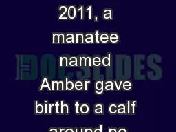 On June 13, 2011, a manatee named Amber gave birth to a calf around no