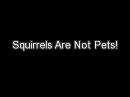 Squirrels Are Not Pets!