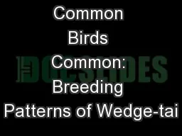 Keeping Common Birds Common: Breeding Patterns of Wedge-tai