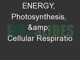 ENERGY, Photosynthesis, & Cellular Respiratio