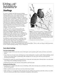 It is hard to imagine now, but European starlings(Sturnus vulgaris, Fi