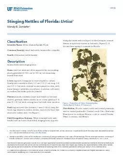 Stinging Nettles of Florida: