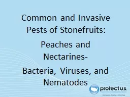 Common and Invasive Pests of Stonefruits: