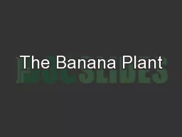 The Banana Plant