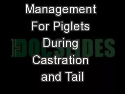 Pain Management For Piglets During Castration and Tail