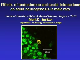 Effects of testosterone and social interactions on adult ne