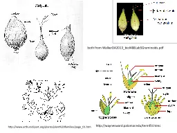 both from WalkerDA2013_biol488Lab5Graminoids.pdf