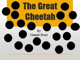 The Great Cheetah