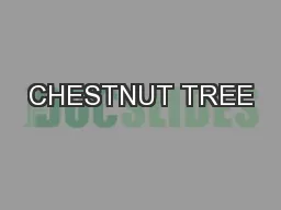 CHESTNUT TREE