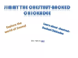 Jimmy the Chestnut-Backed Chickadee