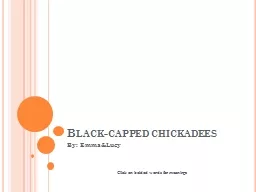 Black-capped chickadees