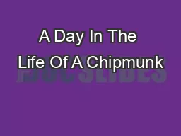 A Day In The Life Of A Chipmunk