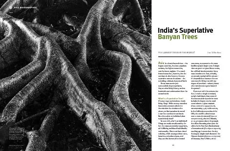 India’s Superlative Banyan Trees    ?Text