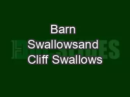 Barn Swallowsand Cliff Swallows