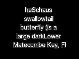 heSchaus swallowtail butterfly (is a large darkLower Matecumbe Key, Fl