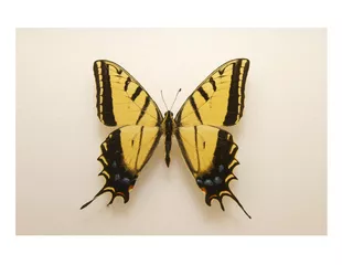 State Butterfly: Two-Tailed Swallowtail