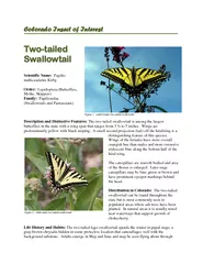 tailed swallowtail