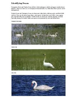 Trumpeter, Mute, and Tundra Swans all have white plumage as adults and