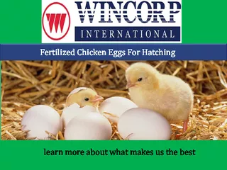 Fertilized Chicken Eggs For Hatching