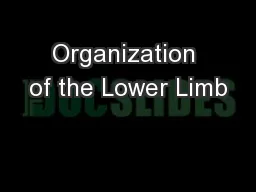 Organization of the Lower Limb