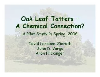 Oak Leaf Tatters 