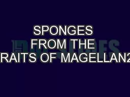 SPONGES FROM THE STRAITS OF MAGELLAN203