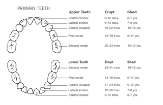 Upper TeethEruptShedCentral incisor8-12 mos.6-7 yrs.Lateral incisor9-1