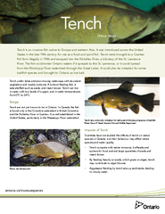 Tench prefer lakes and slow-moving waterways with abundant