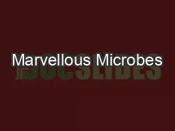 Marvellous Microbes