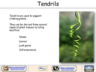 Tendrils are used to support
