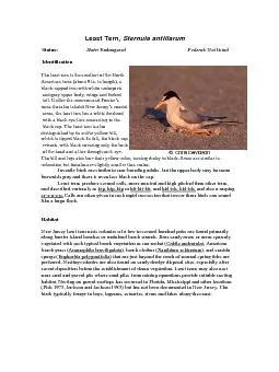 Sternula antillarum Endangered  Status: Identification The least tern