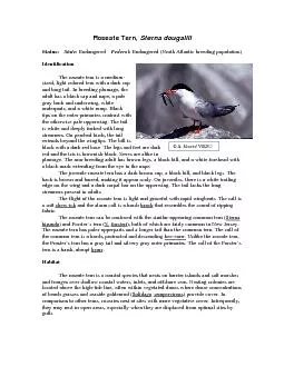 Roseate Tern, Sterna dougalliiStatus:     Endangered    Federal: Endan
