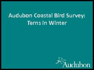 Audubon Coastal Bird Survey: