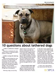 10 questions about tethered dogs