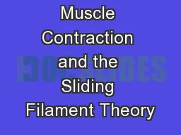 Muscle Contraction and the Sliding Filament Theory