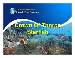 Crown Of Thorns Starfish Crown Of Thorns Starfish