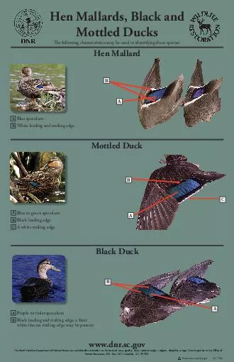 Hen Mallards Black and Mottled Ducks e following characteristics may be used in identifying