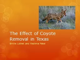 The Effect of Coyote Removal in Texas