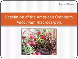 Speciation of the American Cranberry (