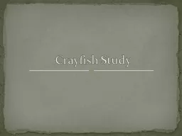 Crayfish Study