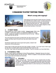 5 REASONS TO STOP TOPPING TREES      What