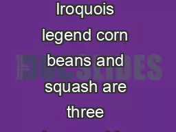 Celebrate the Three Sisters Corn Beans and Squash According to Iroquois legend corn beans