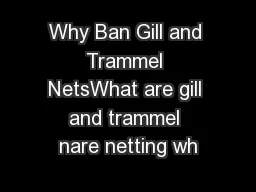 Why Ban Gill and Trammel NetsWhat are gill and trammel nare netting wh
