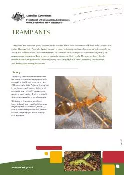 environment.gov.auTRAMP ANTSTramp ant